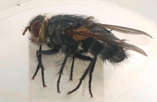 Réf. 327 421 : Nemoraea pellucida